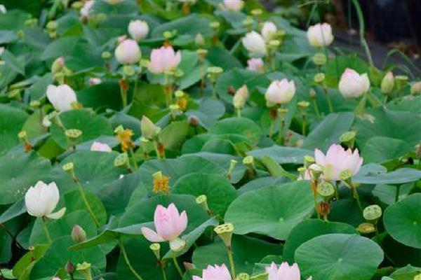 荷花种子可以在酒中生长吗，不能在酒中生长