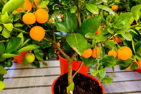 带长刺的是不是金桔树,是金桔树