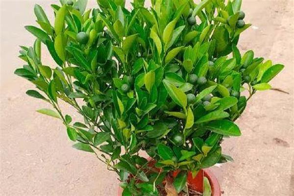 带长刺的是不是金桔树,是金桔树