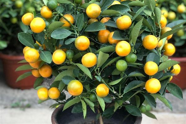 带长刺的是不是金桔树,是金桔树