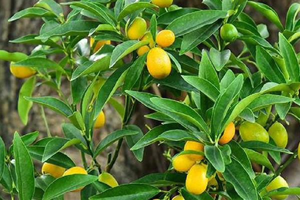 带长刺的是不是金桔树,是金桔树