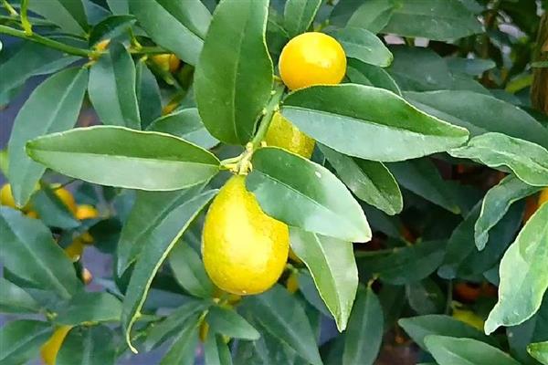 带长刺的是不是金桔树,是金桔树