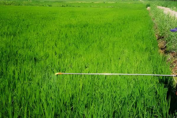 戊唑醇的作用,具有铲除、防治病害等功能