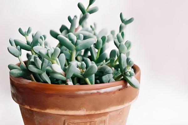 鹿角海棠如何繁殖，可扦插也可播种