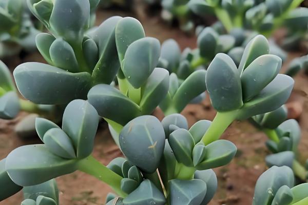 鹿角海棠如何繁殖，可扦插也可播种