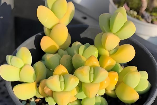 鹿角海棠如何繁殖，可扦插也可播种