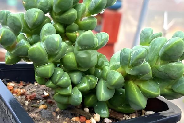 鹿角海棠如何繁殖，可扦插也可播种