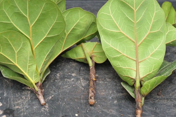 琴叶榕的扦插繁殖方法,适宜生长在疏松肥沃的土壤中