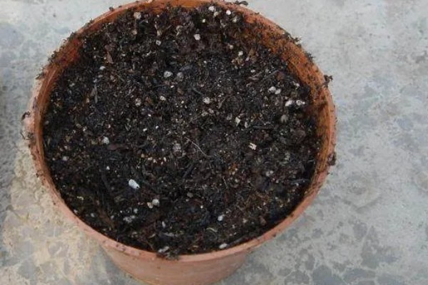 琴叶榕的扦插繁殖方法,适宜生长在疏松肥沃的土壤中