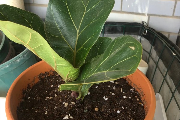 琴叶榕的扦插繁殖方法,适宜生长在疏松肥沃的土壤中