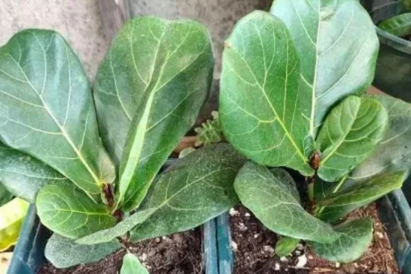 琴叶榕的扦插繁殖方法,适宜生长在疏松肥沃的土壤中