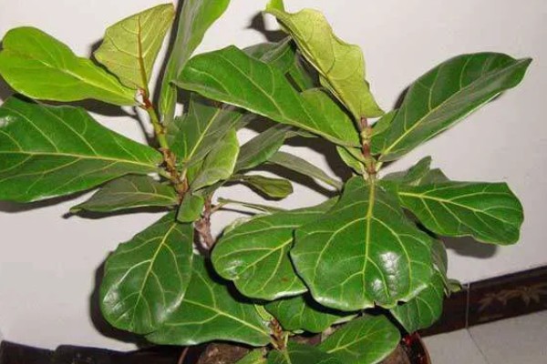 琴叶榕的扦插繁殖方法,适宜生长在疏松肥沃的土壤中