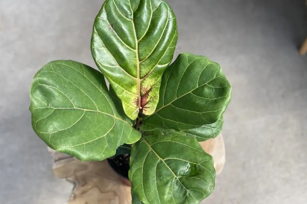 琴叶榕的扦插繁殖方法,适宜生长在疏松肥沃的土壤中