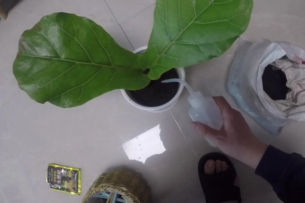 琴叶榕的扦插繁殖方法,适宜生长在疏松肥沃的土壤中