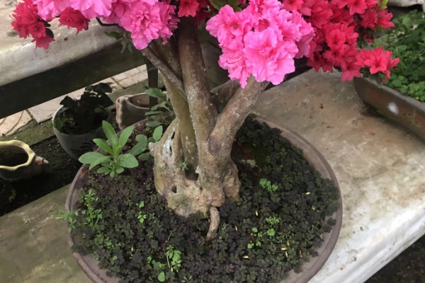 映山红开花后如何修剪，及时修剪掉开败的残花