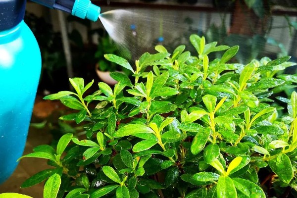 映山红开花后如何修剪，及时修剪掉开败的残花