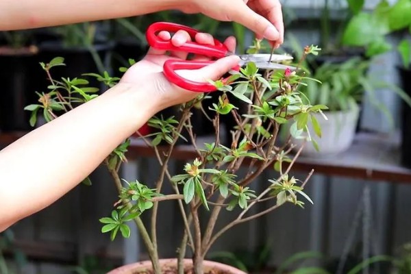 映山红开花后如何修剪，及时修剪掉开败的残花