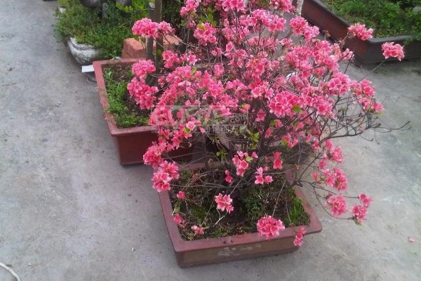 映山红开花后如何修剪，及时修剪掉开败的残花