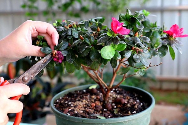 映山红开花后如何修剪，及时修剪掉开败的残花