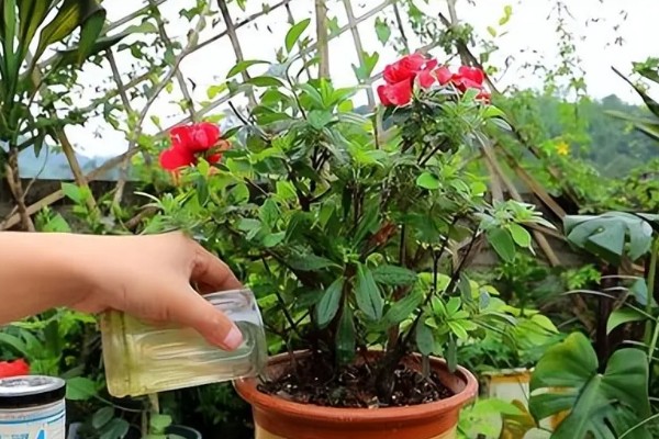 映山红开花后如何修剪，及时修剪掉开败的残花