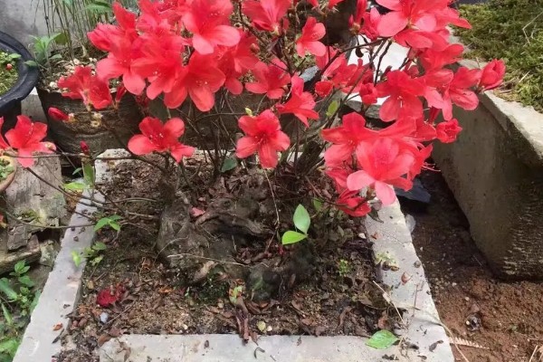 映山红开花后如何修剪，及时修剪掉开败的残花