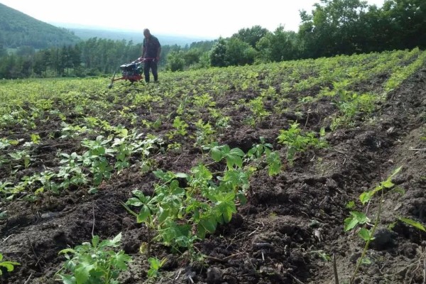 刺五加的田间管理方法,每个生育期应追肥2-3次