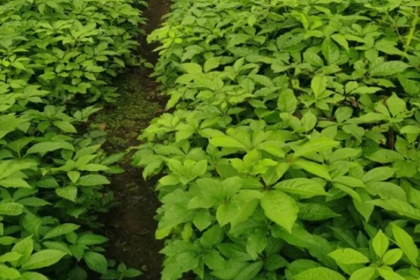 刺五加的田间管理方法,每个生育期应追肥2-3次