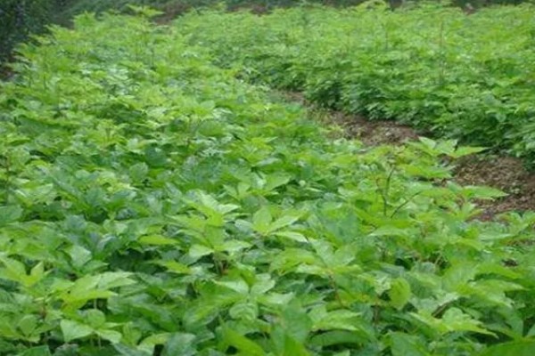 刺五加的田间管理方法,每个生育期应追肥2-3次