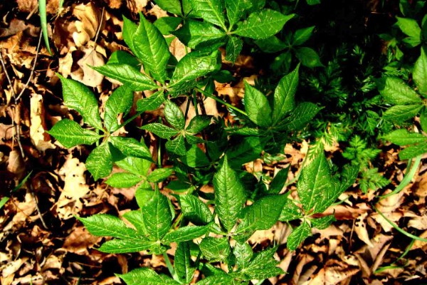 刺五加的田间管理方法,每个生育期应追肥2-3次