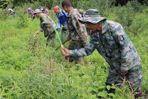 刺五加的田间管理方法,每个生育期应追肥2-3次