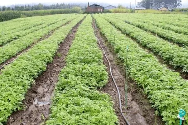 刺五加的田间管理方法,每个生育期应追肥2-3次