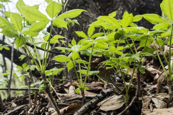 刺五加的田间管理方法,每个生育期应追肥2-3次