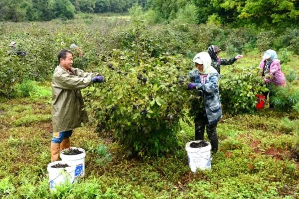刺五加的田间管理方法,每个生育期应追肥2-3次