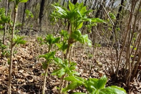 刺五加的田间管理方法,每个生育期应追肥2-3次