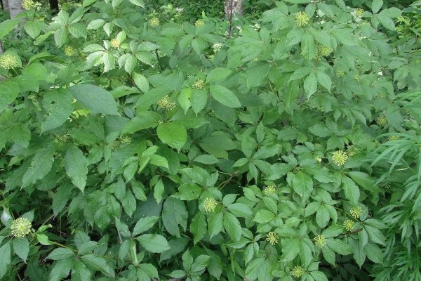 刺五加的田间管理方法,每个生育期应追肥2-3次