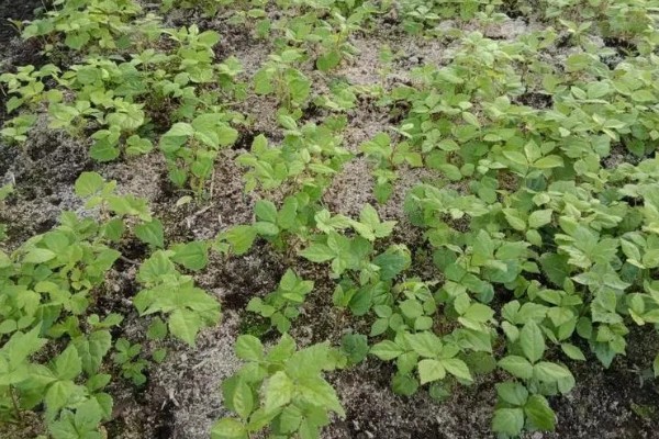 刺五加的田间管理方法,每个生育期应追肥2-3次