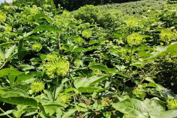 刺五加的田间管理方法,每个生育期应追肥2-3次