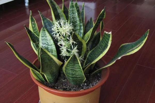 虎皮兰冬天可以插活吗，冬天可以插活