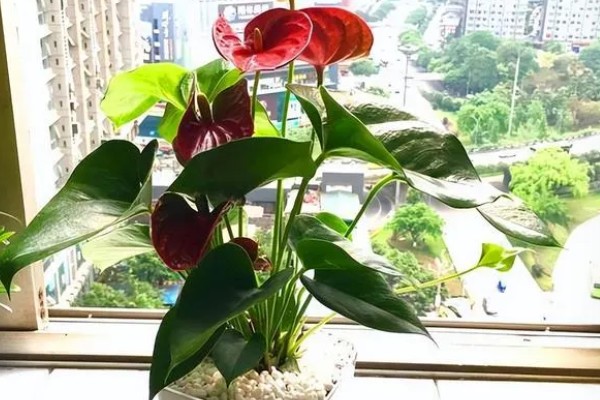 红掌的养护方式，适宜生长的温度在25℃左右