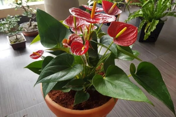 红掌的养护方式，适宜生长的温度在25℃左右