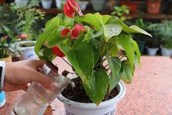 红掌的养护方式，适宜生长的温度在25℃左右