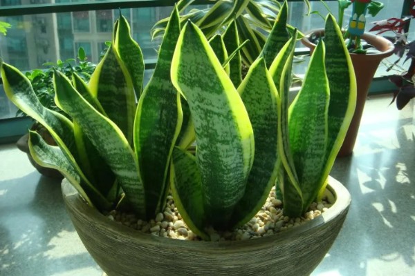 虎皮兰冬天可以插活吗，冬天可以插活