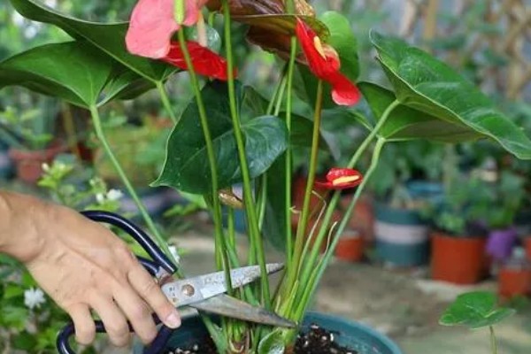 红掌的养护方式，适宜生长的温度在25℃左右