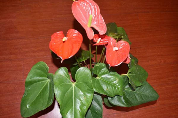 红掌的养护方式，适宜生长的温度在25℃左右