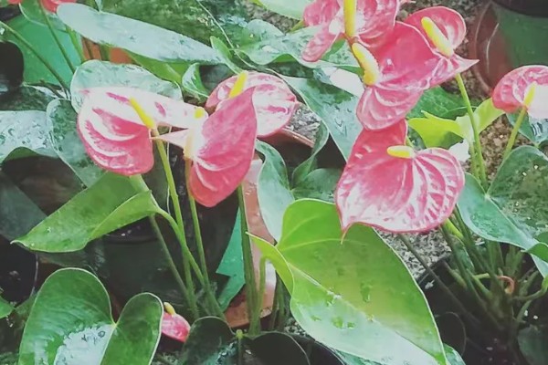 红掌的养护方式，适宜生长的温度在25℃左右