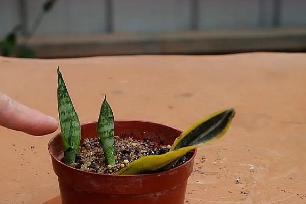 虎皮兰冬天可以插活吗，冬天可以插活