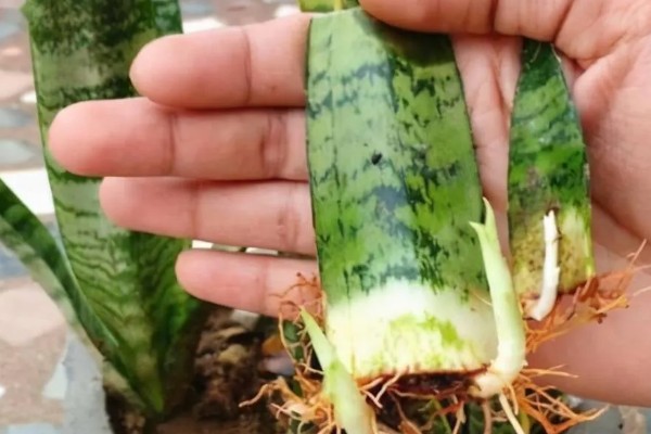 虎皮兰冬天可以插活吗，冬天可以插活