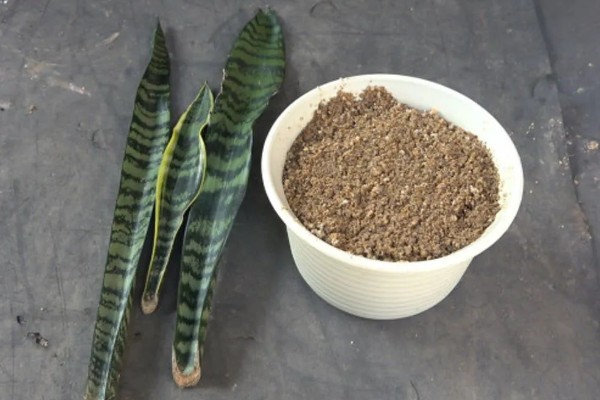 虎皮兰冬天可以插活吗，冬天可以插活