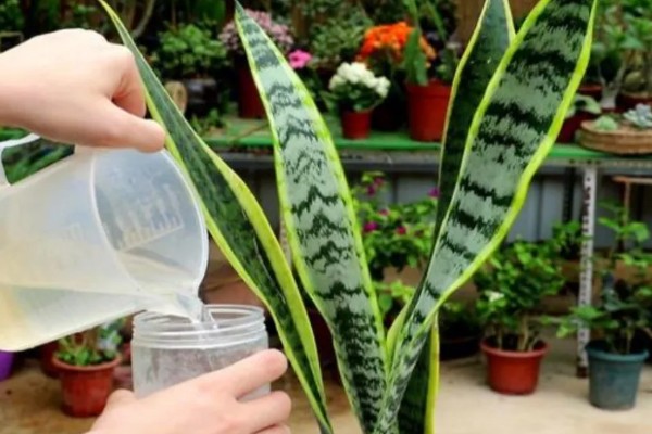 虎皮兰冬天可以插活吗，冬天可以插活