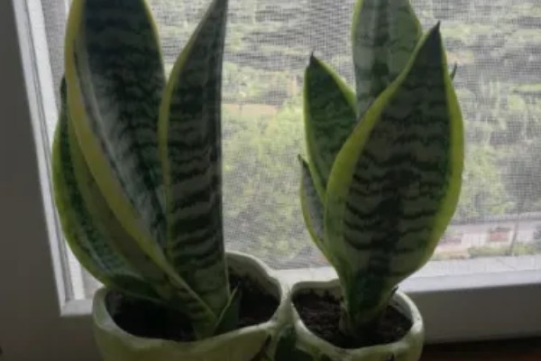 虎皮兰冬天可以插活吗，冬天可以插活